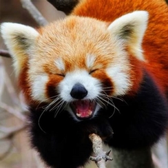 L'équipe Musiques en Live 10 lucie panda