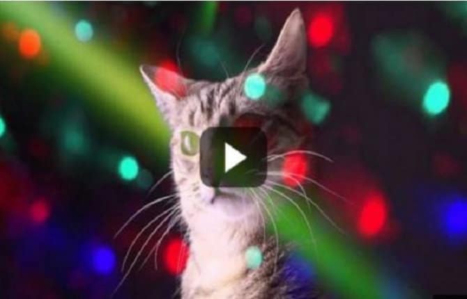 LE REVEILLON DES MEOW MEOW MEOW