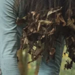 nuis foret